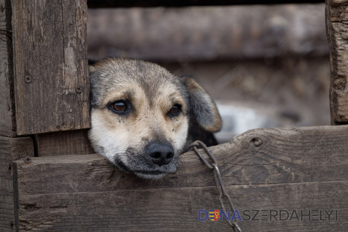 Sloboda zvierat chce pokračovať v boji proti držaniu psov na reťazi,  zintenzívni kampaň | Dunajskostredský